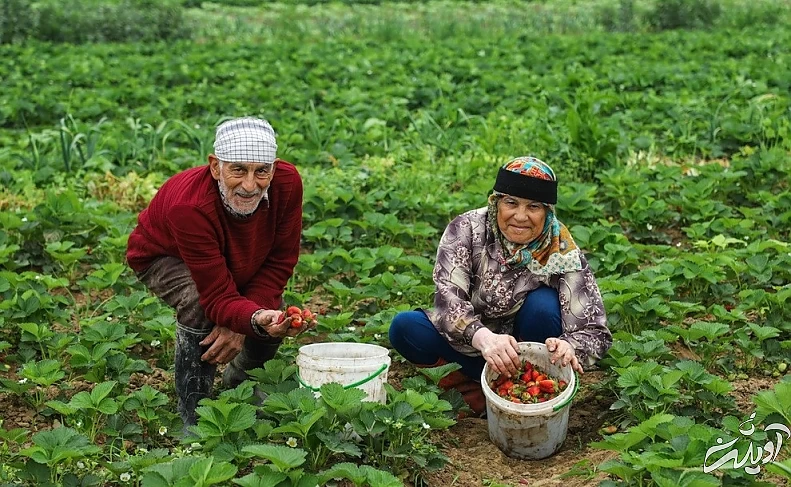(تصاویر) برداشت توت فرنگی در گلستان